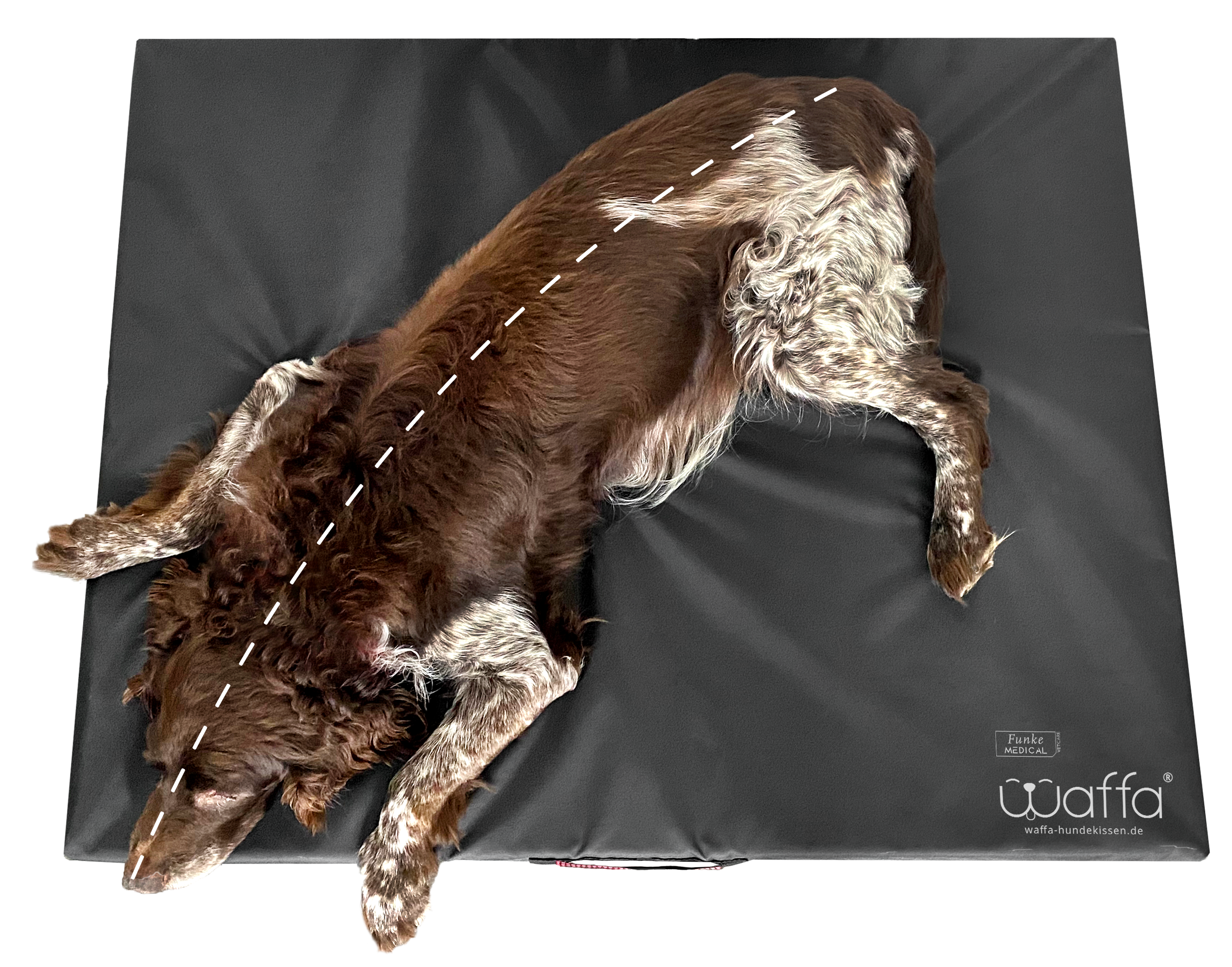 Krümel liegend auf dem WAFFA®-Hundekissen in Vogelperspektive